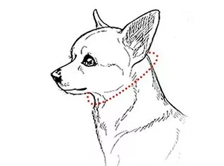 pălărie pentru câini, șapcă de baseball pentru câini, pălării pentru câini cu găuri pentru urechi, șapcă de baseball pentru câini, pălărie pentru animale de companie