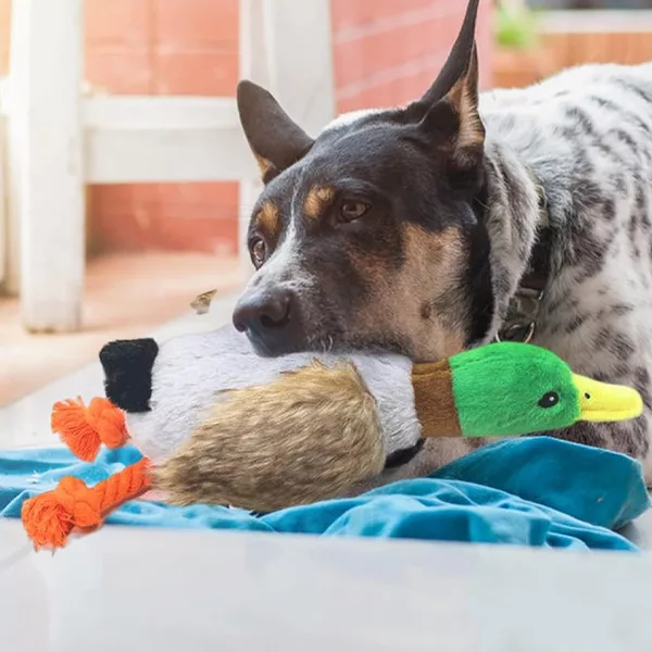 jucărie de ros pentru câini, jucărie care scârțâie, rață de pluș, jucărie rață