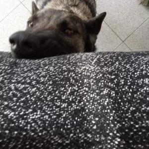 Manșon de antrenament pentru mușcături de câine primit de la clientul A****a