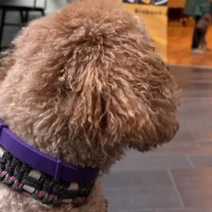 Am primit 3 bucăți de zgardă cu feromoni calmanti pentru câini de la clienta E****a