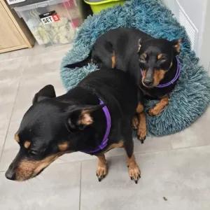 Am primit 3 bucăți de zgardă calmantă cu feromoni pentru câini de la clientul D***l