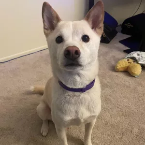 Am primit 3 bucăți de zgardă cu feromoni calmanti pentru câini de la clientul P***p