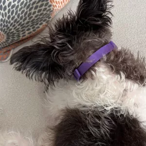 Am primit 3 bucăți de zgardă calmantă cu feromoni pentru câini de la clientul N****y