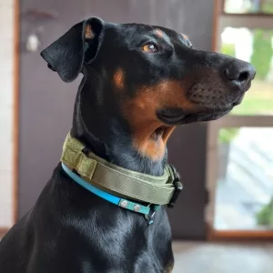 Guler tactică pentru câini cu cataramă metalică primit de la clientul D****e.