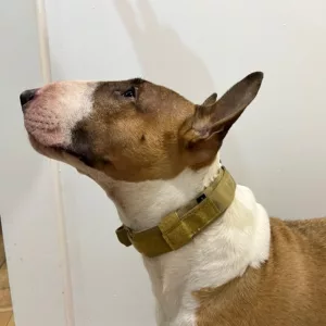 Guler tactică pentru câini cu cataramă metalică primit de la clientul O****n.