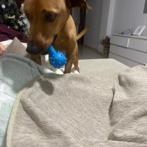 Jucărie de mestecat din cauciuc cu scârțâit primită de la clientul M****n.