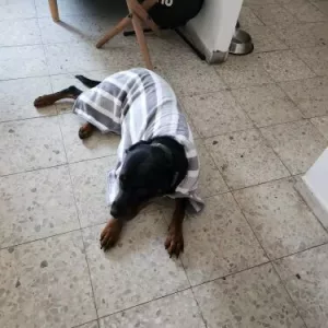 Halat de baie absorbant pentru câini primit de la clientul V********p.