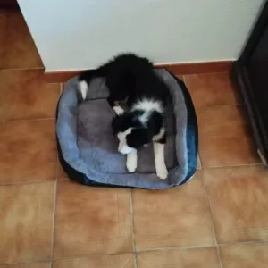 Am primit o saltea plușabilă pentru câini, lavabilă, de la clientul B*****l.