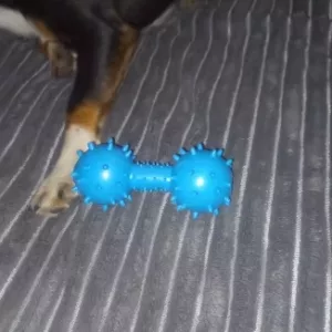 Jucărie de mestecat pentru câini, gantera din cauciuc cu scârțâit, primită de la clientul T****m.