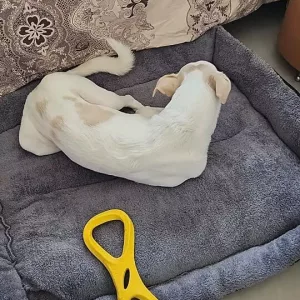 Am primit o saltea de câine lavabilă și plușată de la clientul N***o.