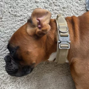 Guler tactică pentru câini cu cataramă metalică primit de la clientul K***e.