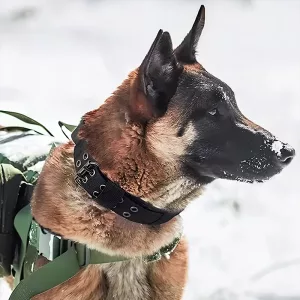 zgardă pentru câine, zgardă tactică pentru câine, zgardă militară pentru câine, zgardă reglabilă pentru câine