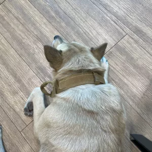 Guler pentru câini cu suport tactil AirTag și mâner primit de la clienta V*****a.