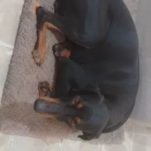 Pat scurt din pluș pentru câini cu husă detașabilă, primit de la clientul G*****h.