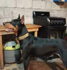 Guler tactic reglabil primit de la clientul D***p.