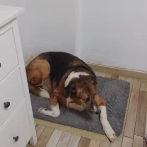 Pat scurt din pluș pentru câini cu husă detașabilă primit de la clientul K****l.