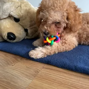 Mingea colorată pentru ros cu clopoțel primită de la clientul M*****n.