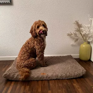 Pat de câine scurt din pluș cu husă detașabilă primit de la clientul L*****n.