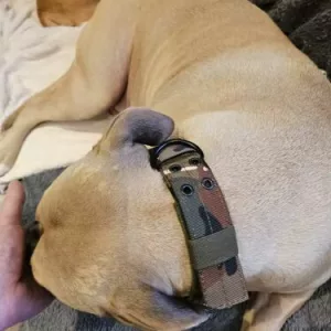 Guler tactic reglabil pentru câini primit de la clientul S*****n.